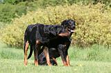 BEAUCERON 921